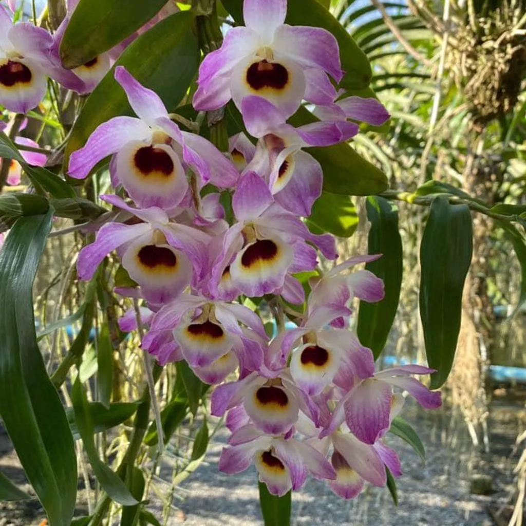 Dendrobium Orchid Seedling