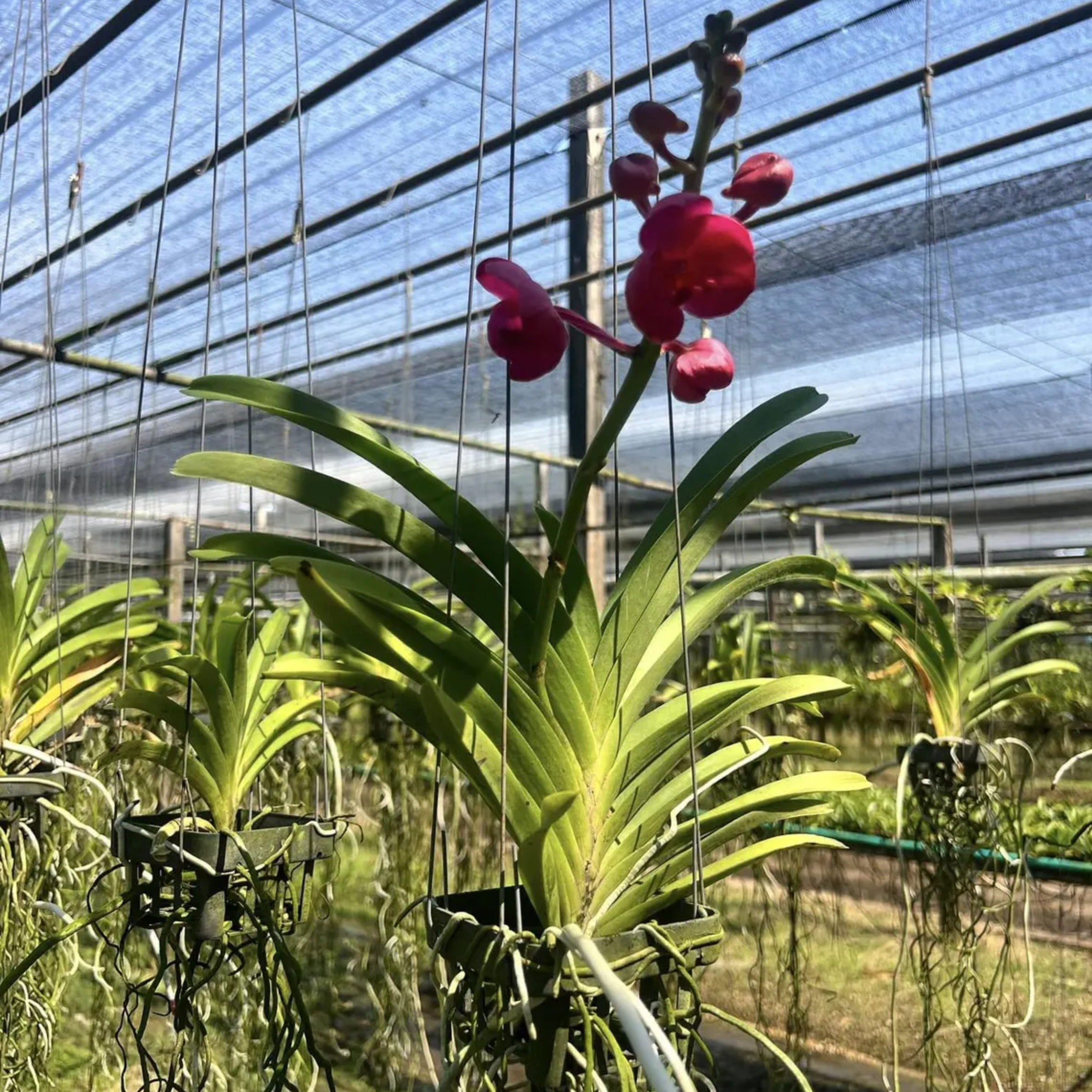 Vanda Saint Valentine Orchid