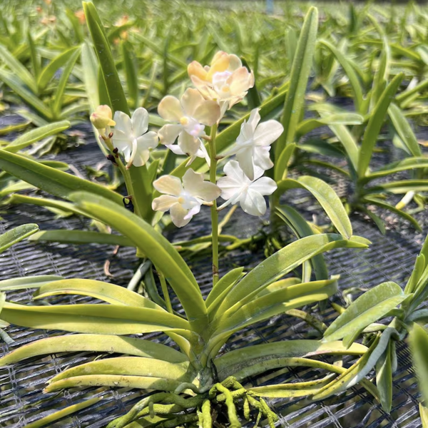 Mini Vanda OrchidMixed Colors