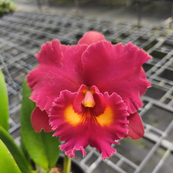 Exotic Hybrid Orchid Plant