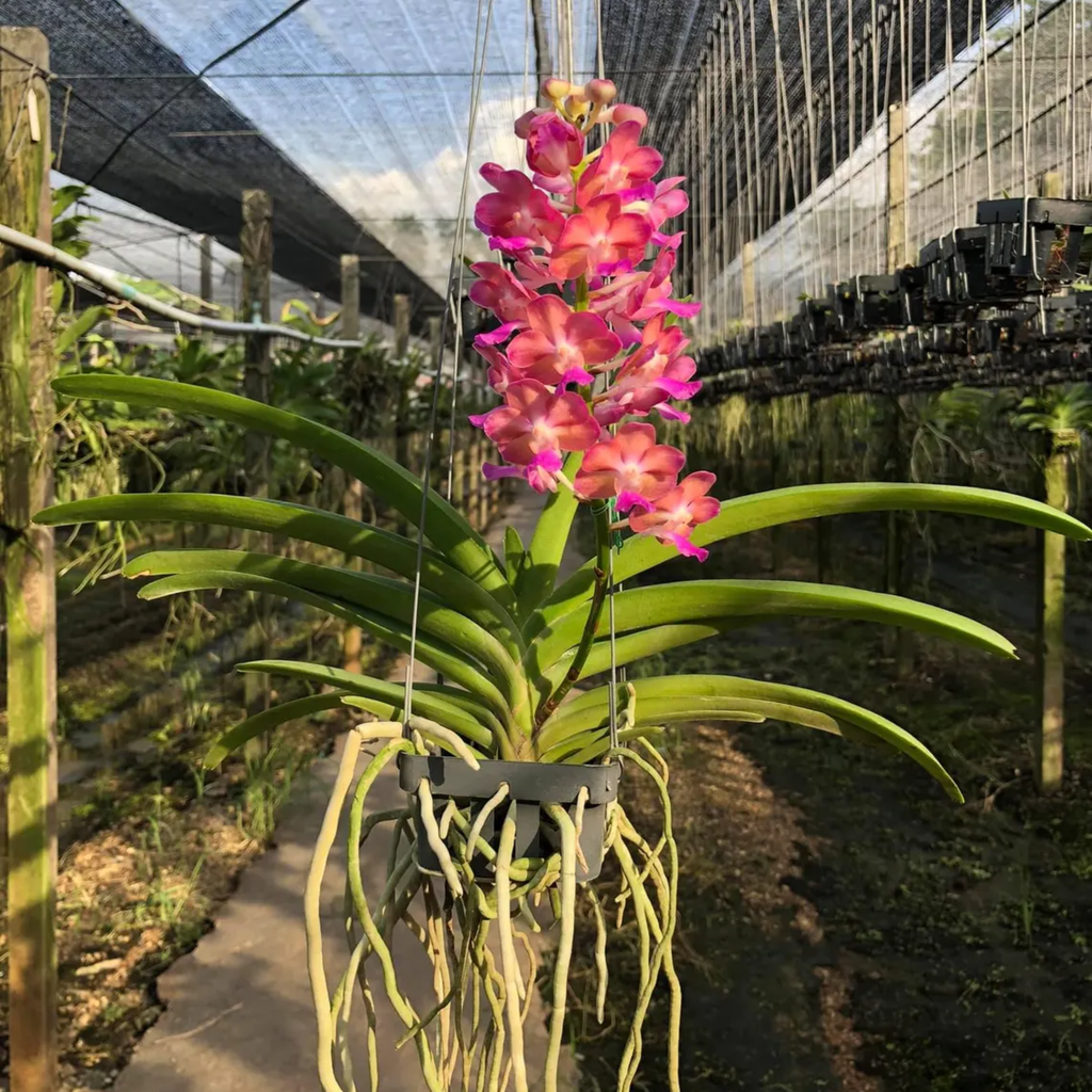 Thai Vanda Orchid Pink Magenta Flowers