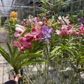 Rare Vanda Orchid Seedling, Surprise