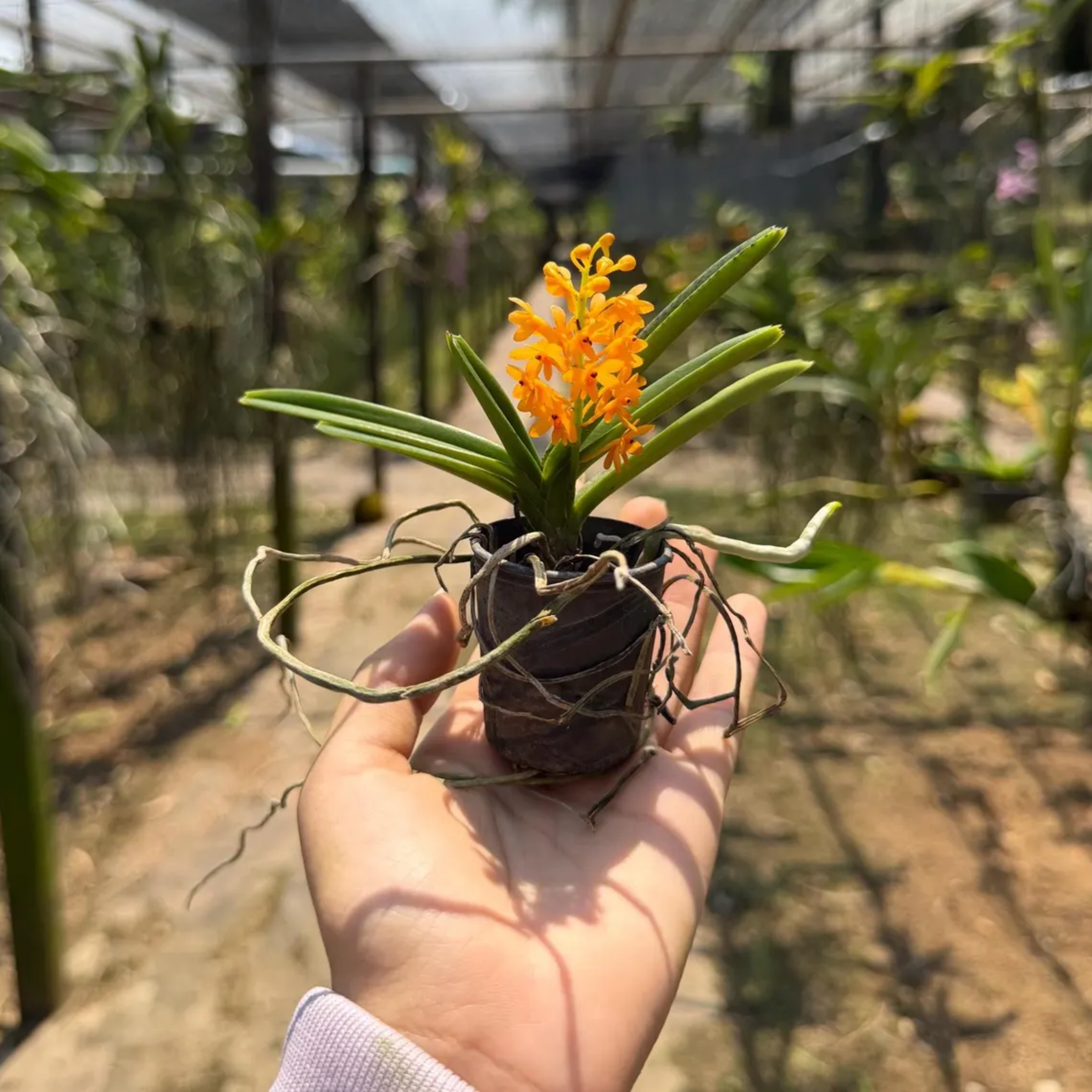 Miniature Orange Orchid Seedling