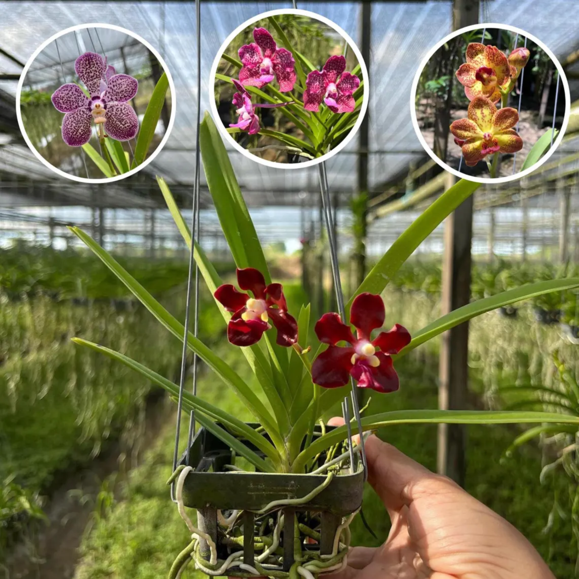 Set of 2 Fragrant Orchids – Random Assorted Colors for Home & Garden