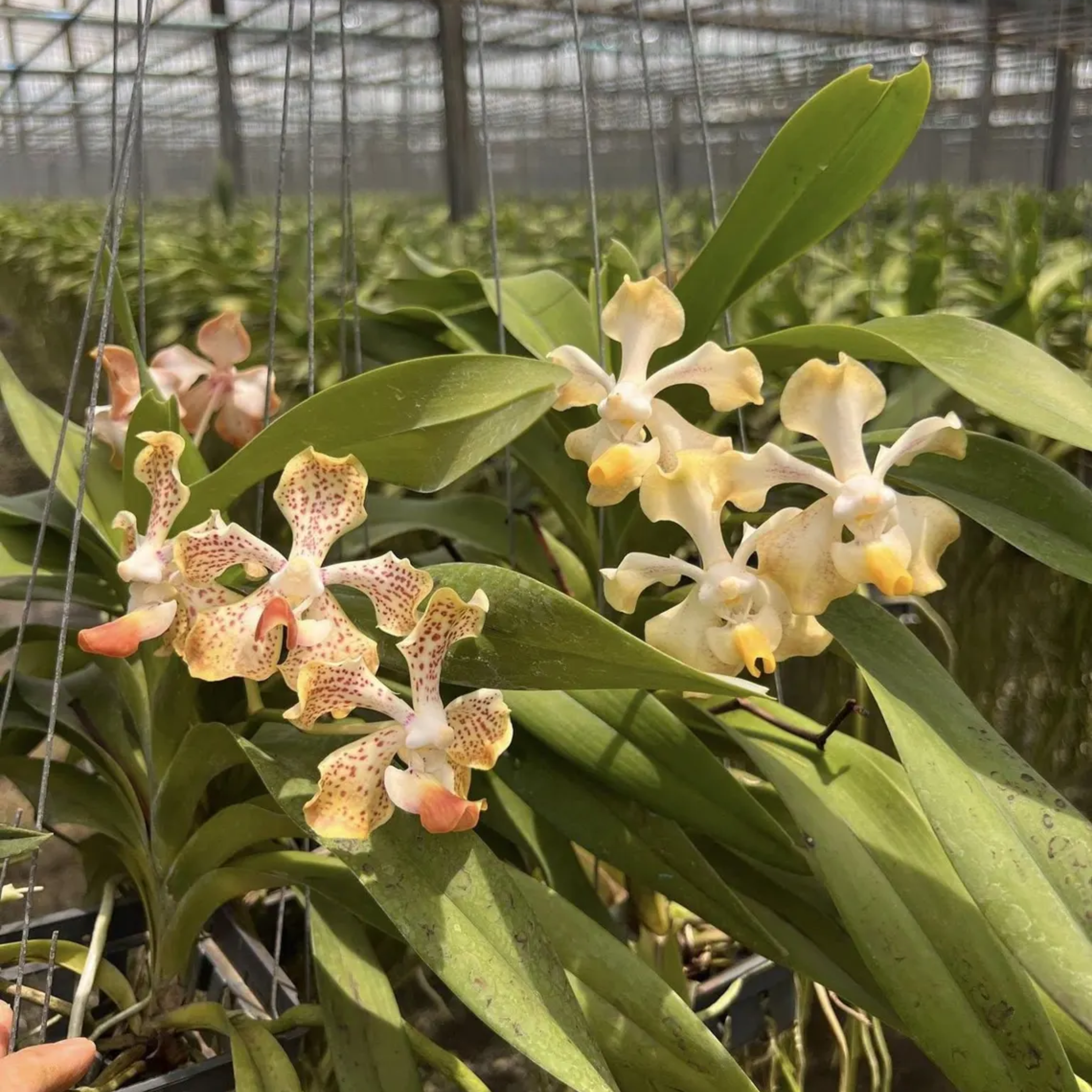 Vanda "Sam Poi Khun Tan" Orchid