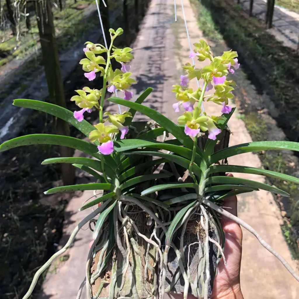 Hybrid Orchidee (Vietnam Rose × Rhynchostylis coelestis)