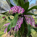 Hybrid Pack of 3 CARTOON Rhynchostylis Orchid Starter plant Hybrid, Limited Collector’s Pick