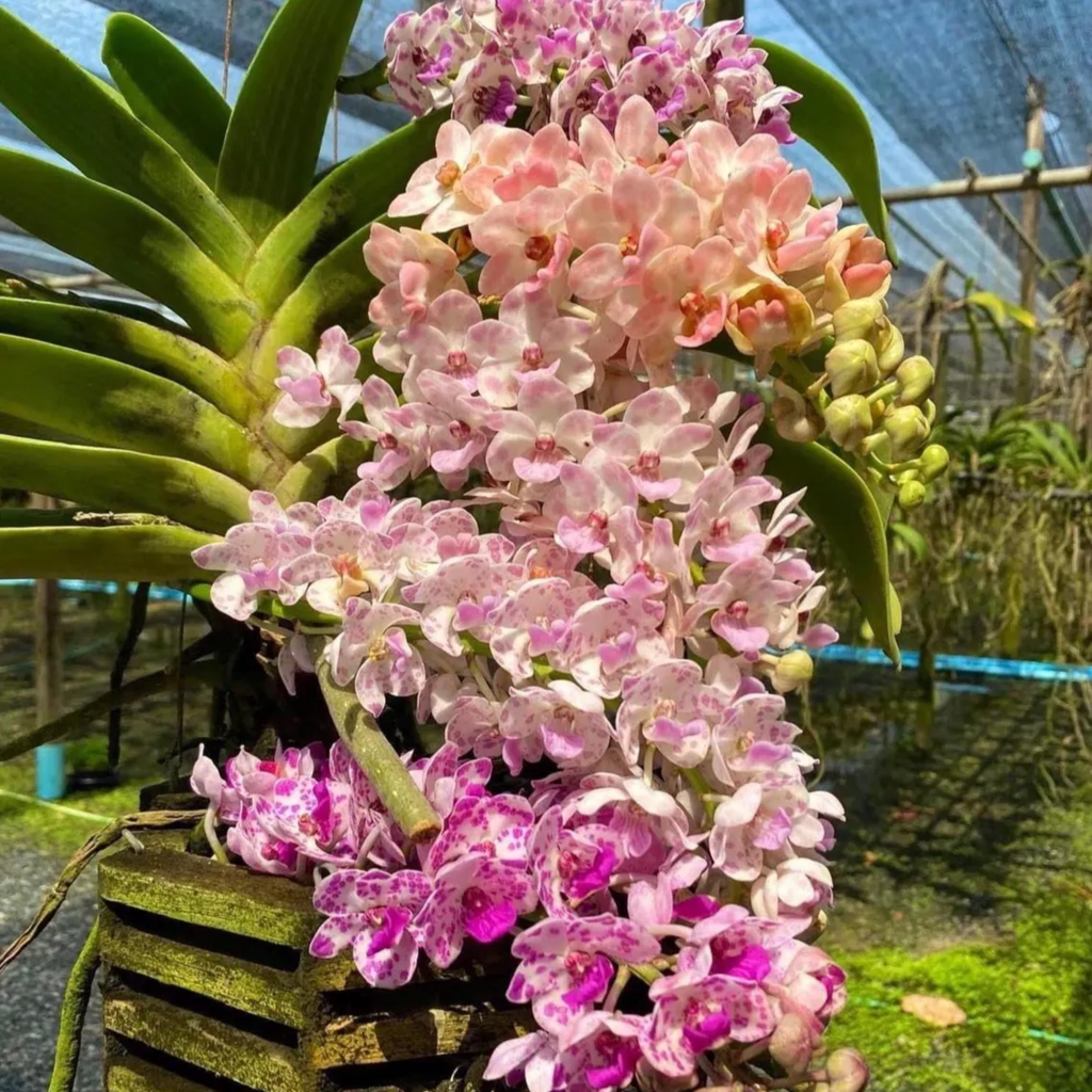 Rhynchostylis Gigantea Orchid Seedling – Rare Hybrid