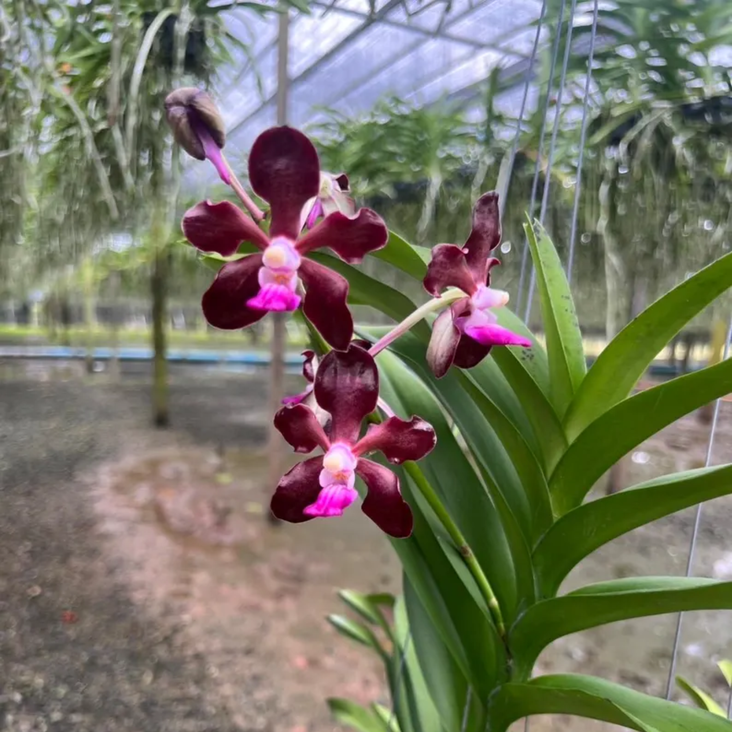 Fragrant Vanda Orchid Seedling, Surprise