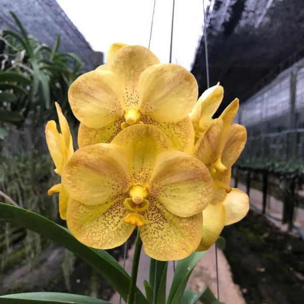 Set of 4 "Yellow" Vanda Orchid Seedlings