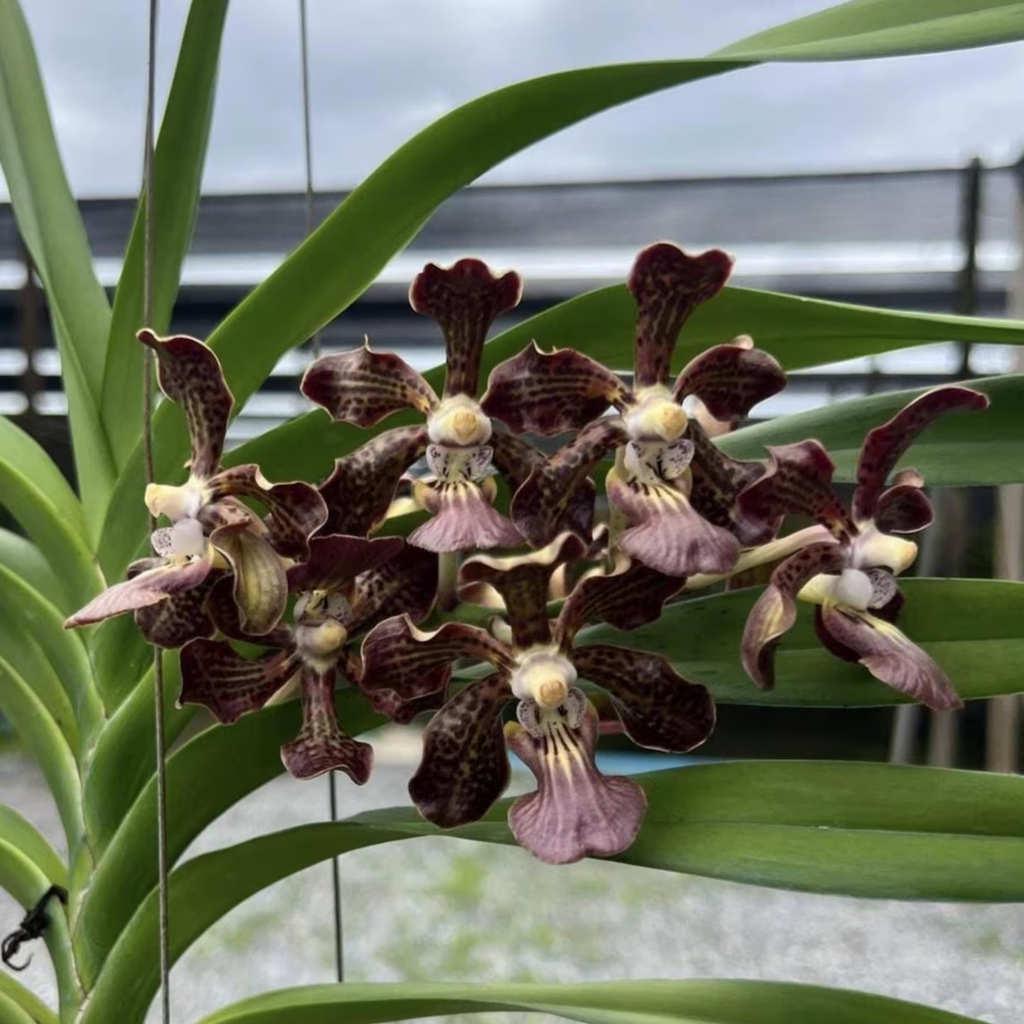 Set of 3 Fragrant "Black" Vanda Orchid Seedlings