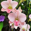 Dendrobium Airey Peach, Blooming Size Houseplant
