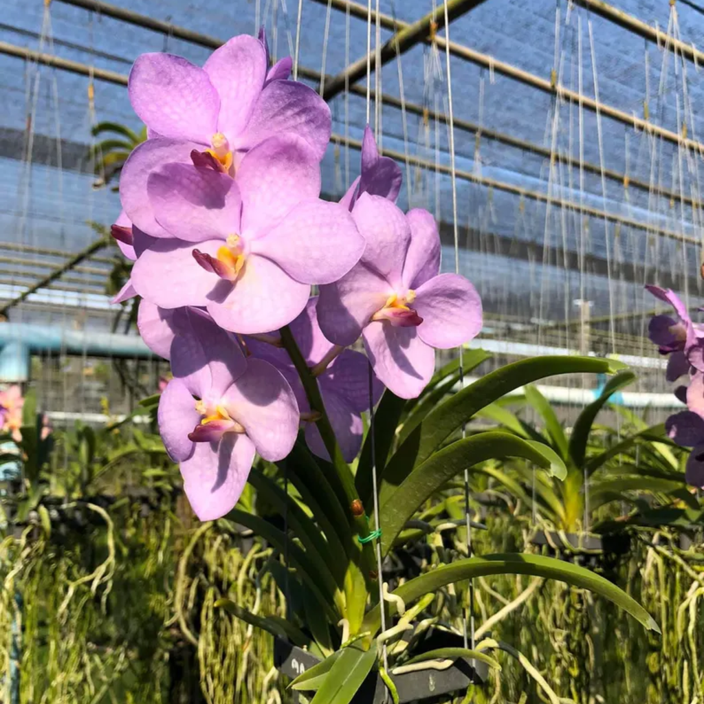 Sweet Pastel Ascocentrum Orchid: Rare Miniature Thai Orchid