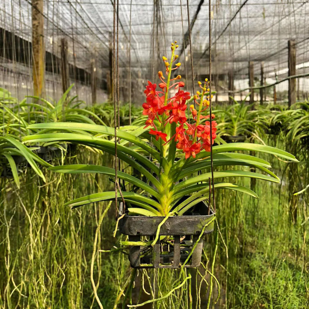 Red Thai Vanda Orchid (Ascocentrum curvifolium)