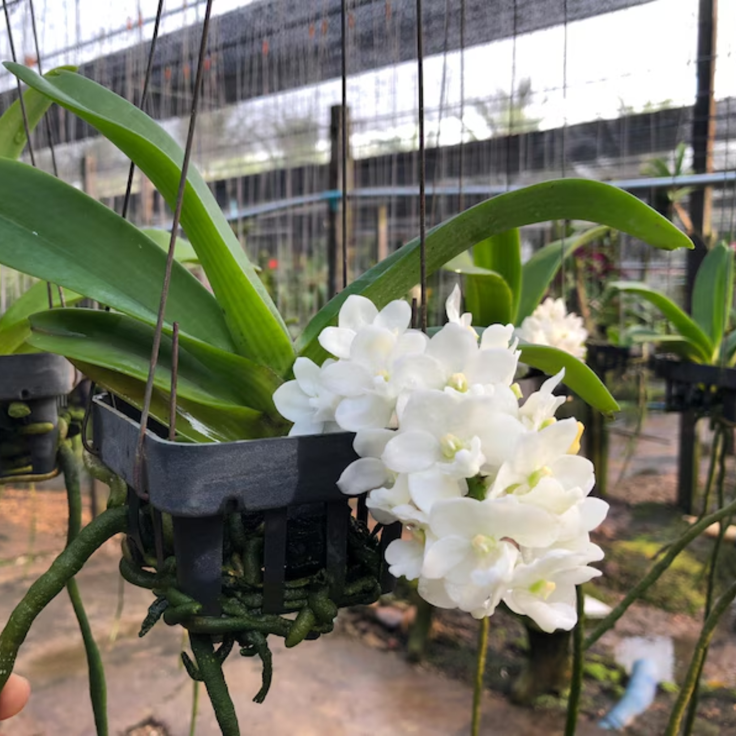 White Cloud Rhynchostylis Orchid: Rare Thai