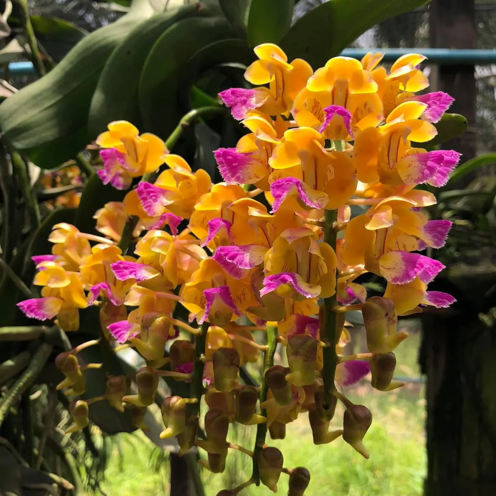 Yellow Korat Orchid – Rare Thai Aerides houlletiana