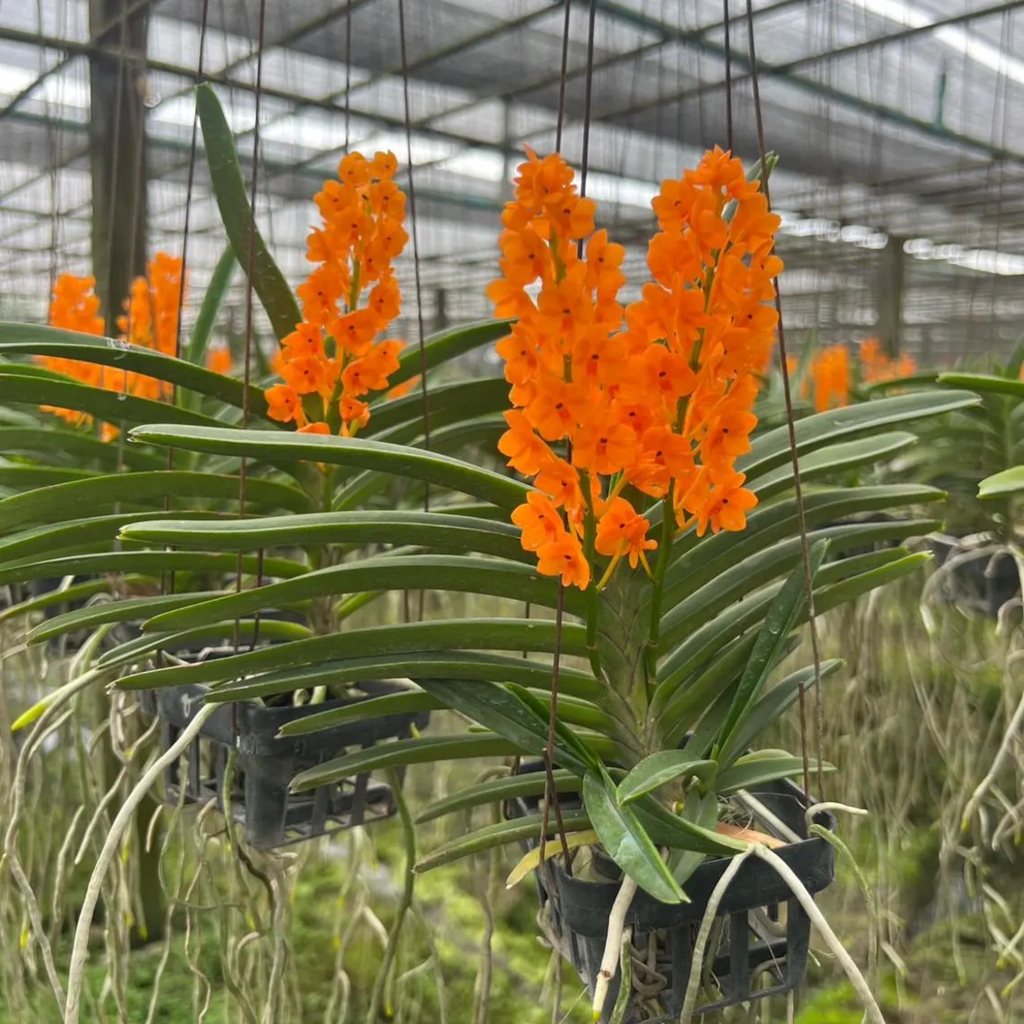 Orange Thai Orchid (Rhynchocentrum Ladda Gold)