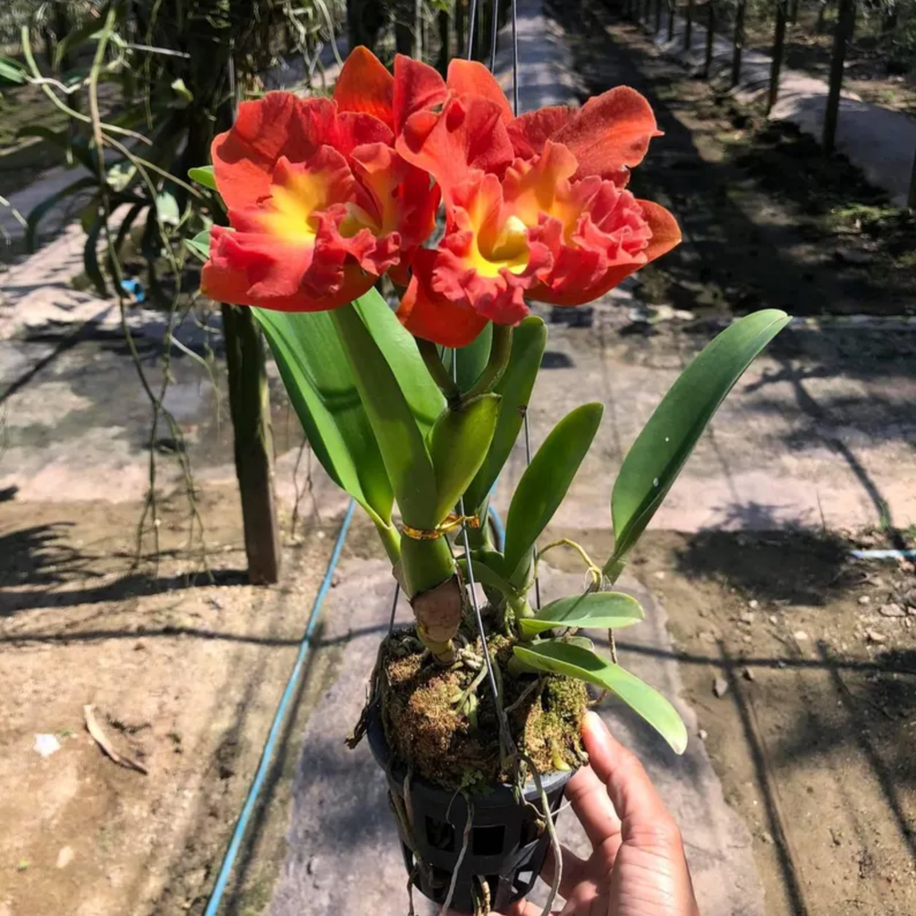 Hybrid Cattleya “Star of Siam”