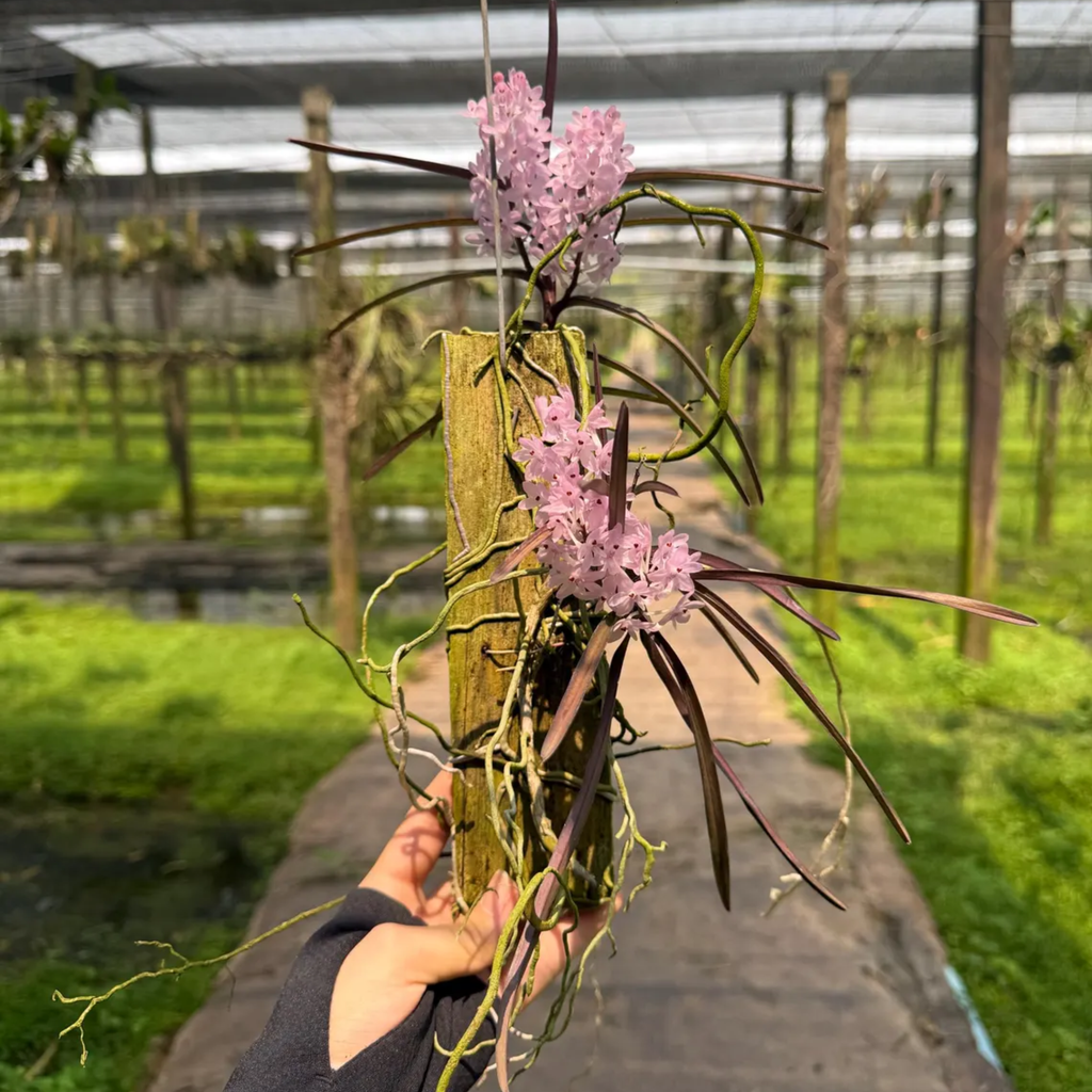 Pink Ascocentrum Orchid