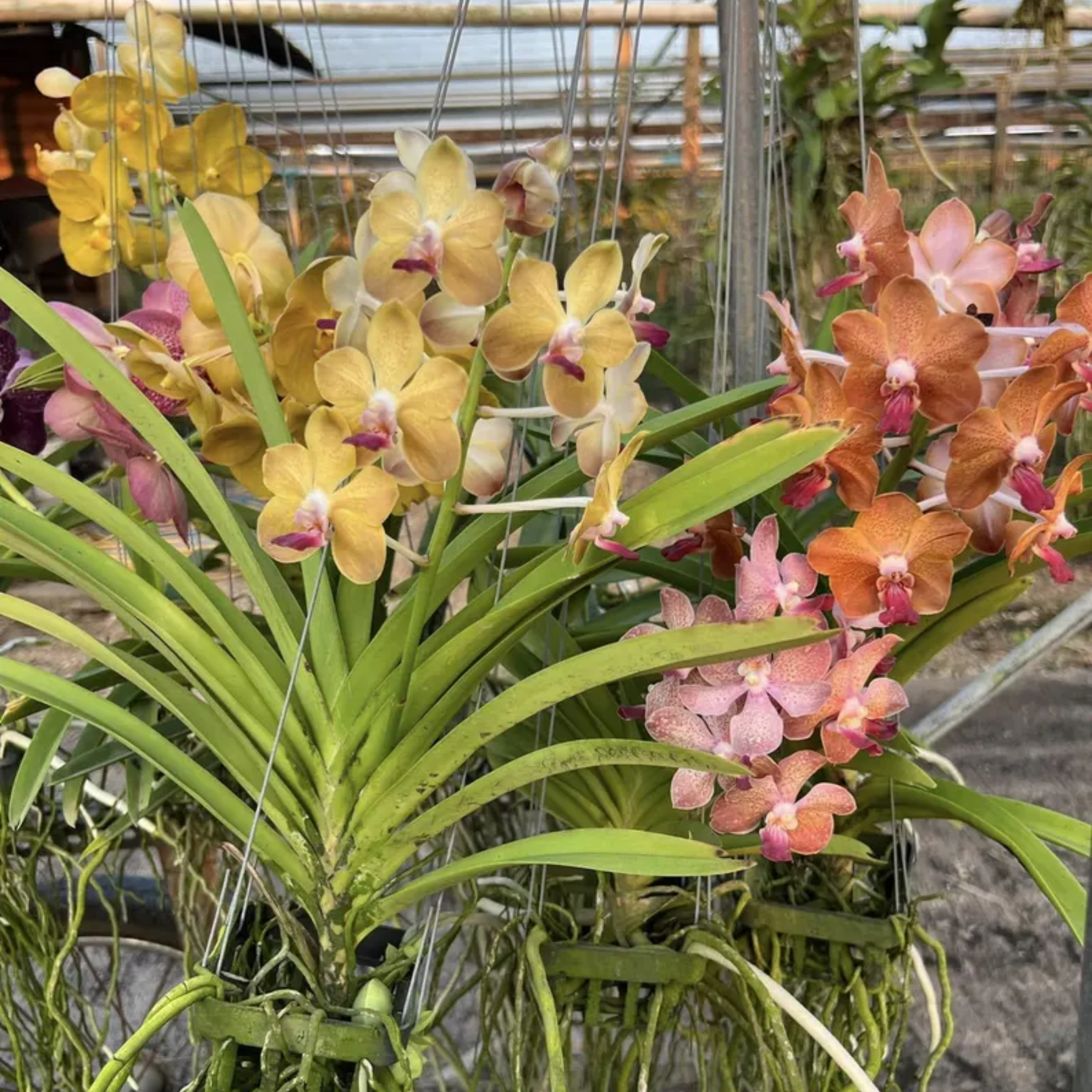 Vanda Orchid "Seedling", Surprise