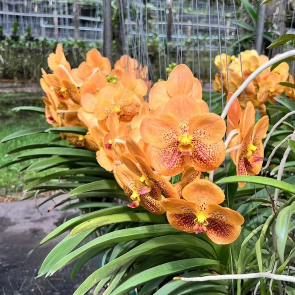 Golden Glow Vanda Hybrid Orchid (Suksamran × Butterfly)