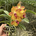 Rare Vanda Orchid “Ploenpit Prize” – Yellow Hybrid
