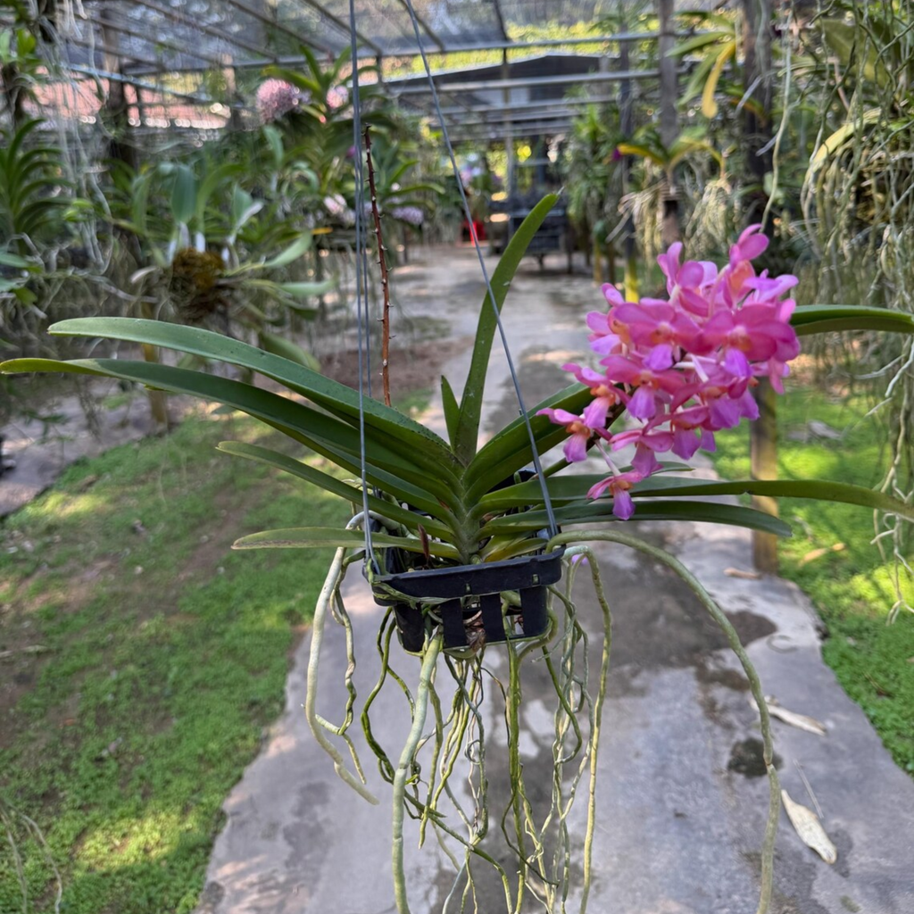 Fragrant pink Vanda Orchid(Pine River)– Blooming Size Plant,Rare Exotic Tropical Hybrid