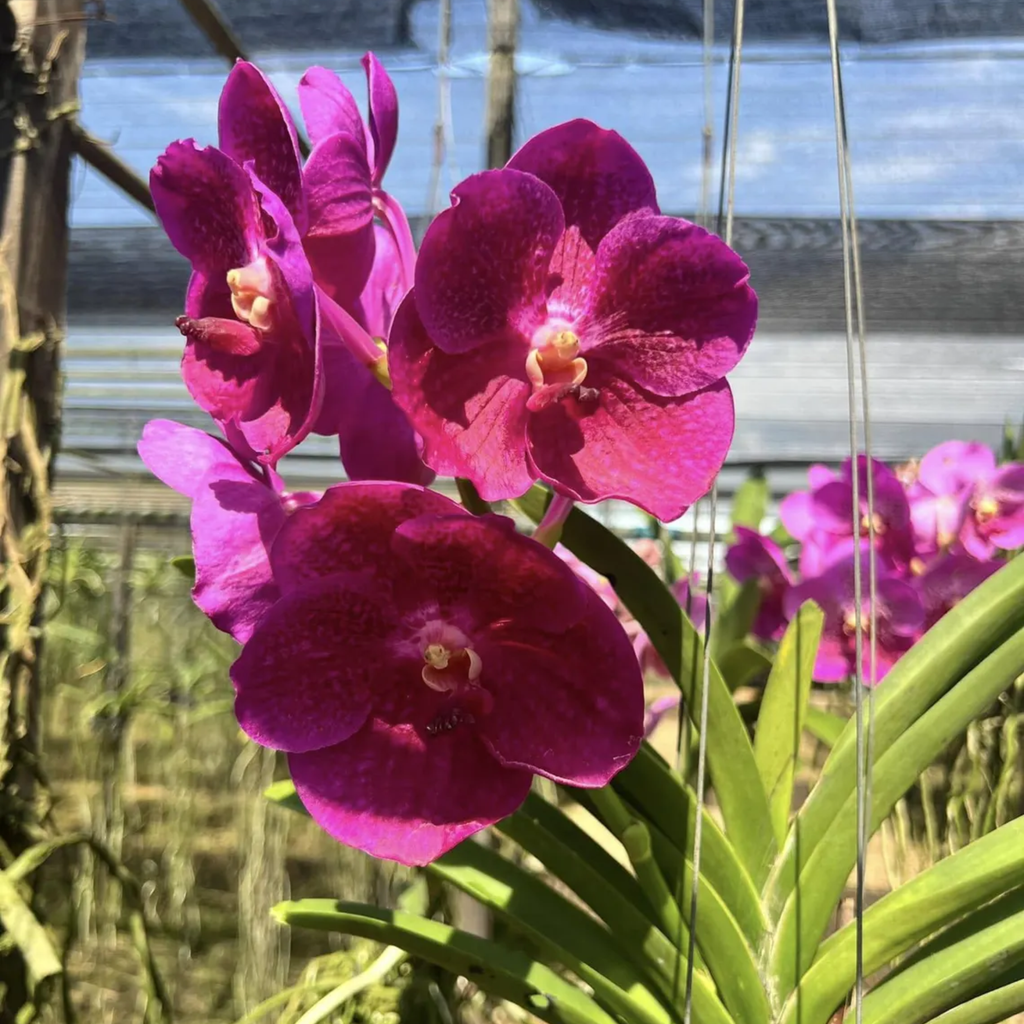 Rare Deep Purple Vanda Orchid Year-Round Blooms (Lumpini Red x Fuchsia)