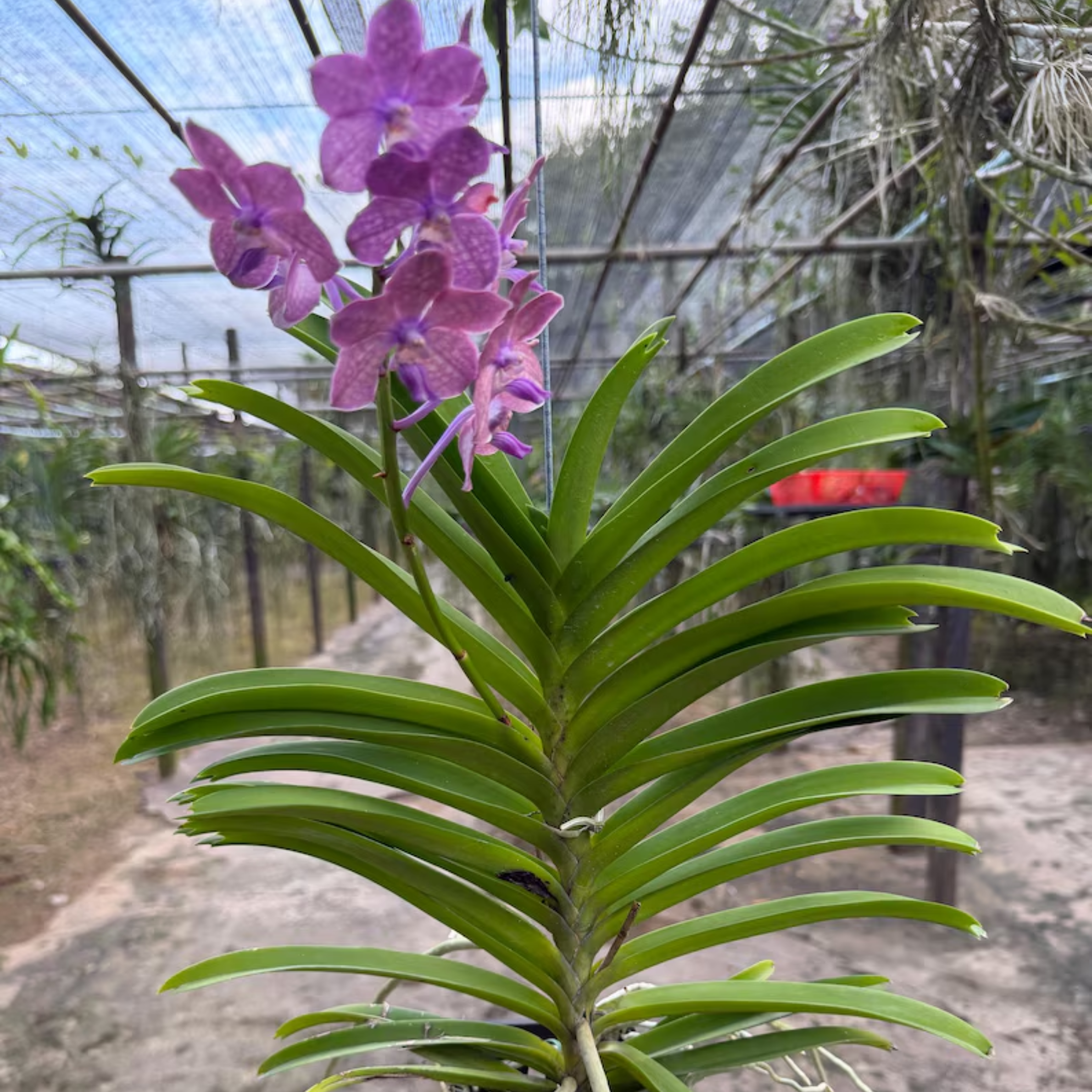 Fragrant Purple Vanda Orchid “Velvet Bloom”