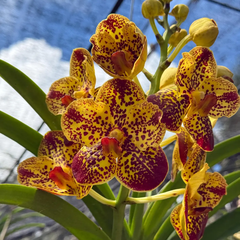 Set of 4 Vanda ‘Yellow Tiger’ Orchid Seedlings – Limited Edition Bundle – Rare Hybrid Plants