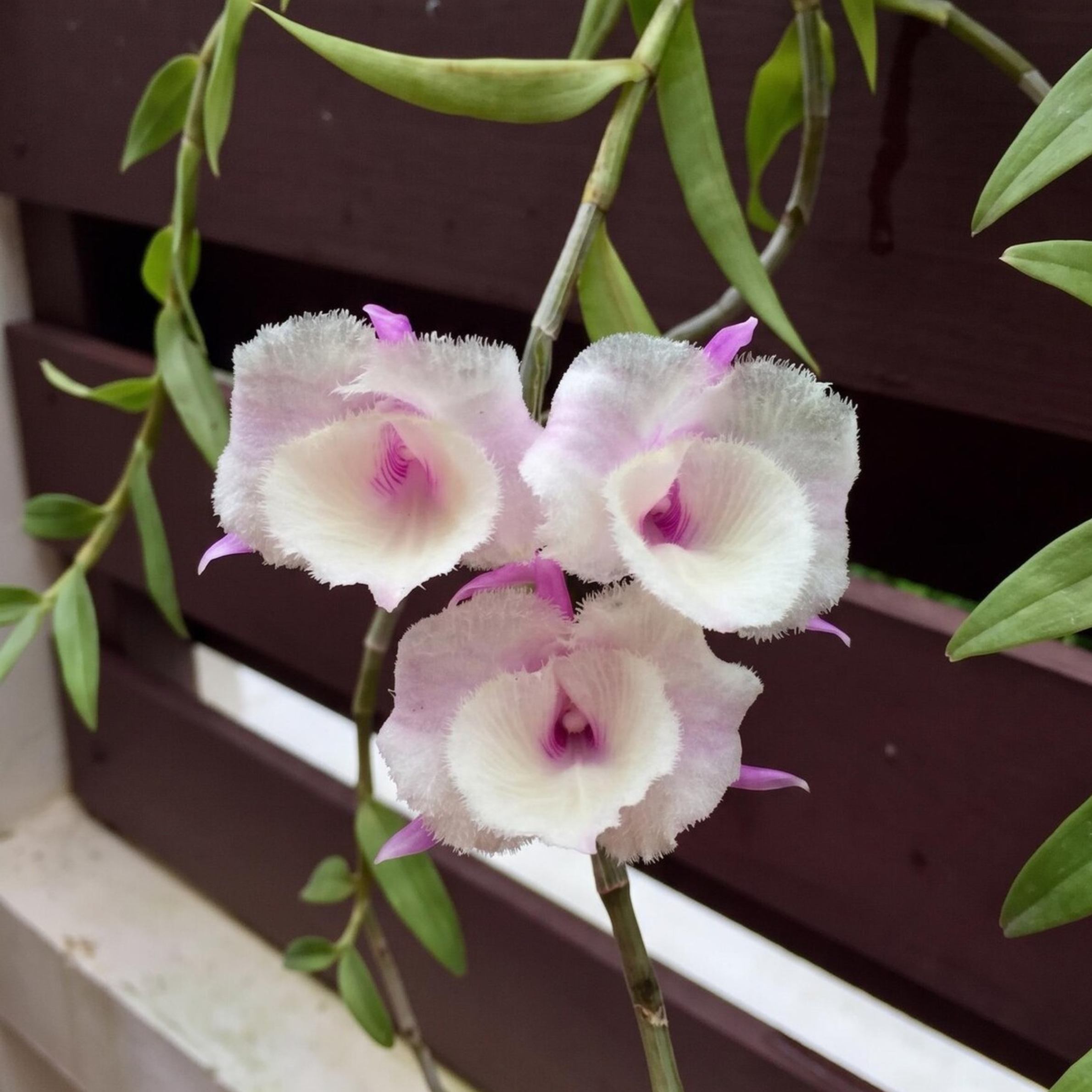 Orchid Dendrobium aphyllum trilabelo shining pink