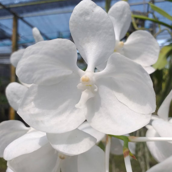 Vanda Coerulea AlbaWhite , Limited Species