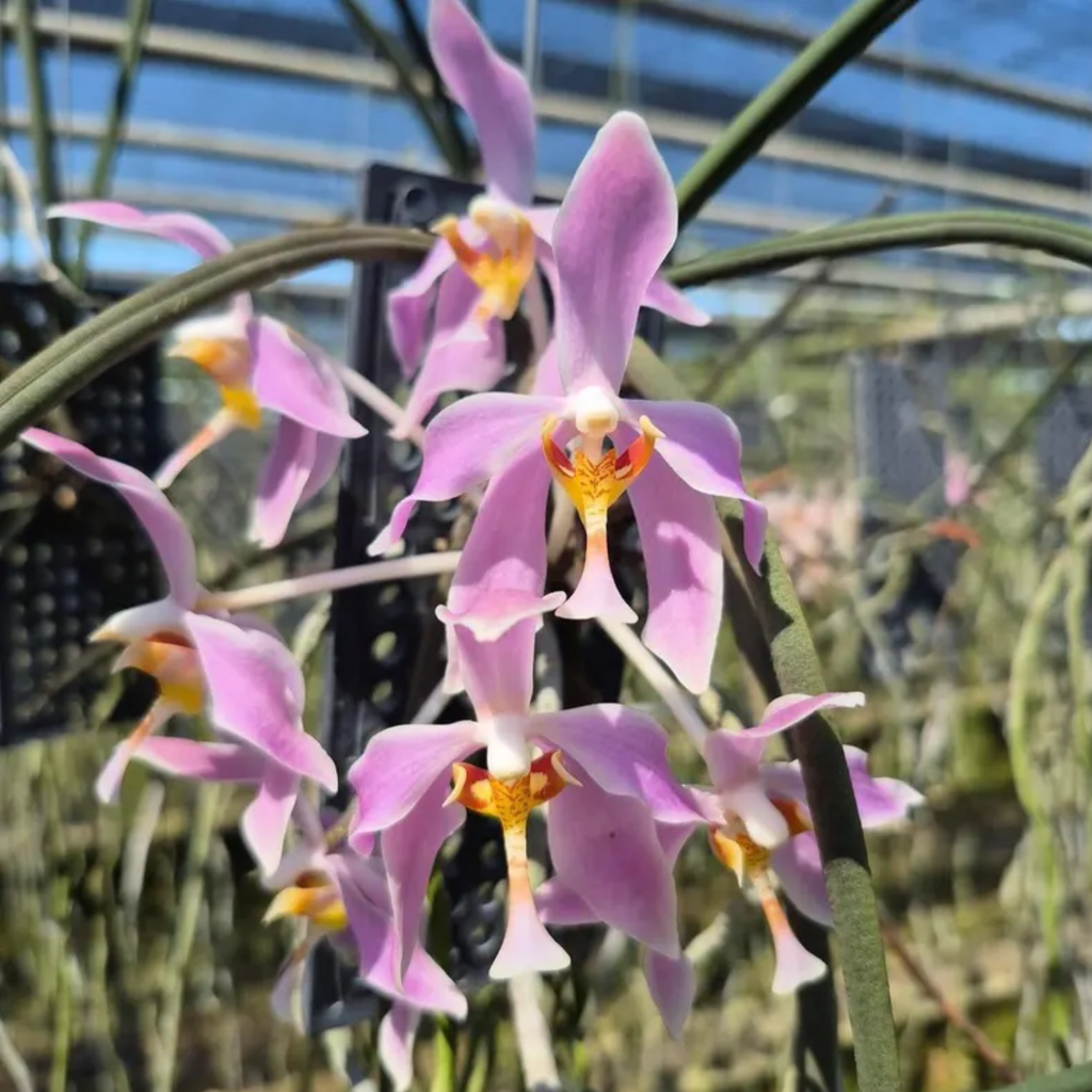 Paraphalaenopsis laycockii Orchid Plant – Rare Round Leaf Orchid