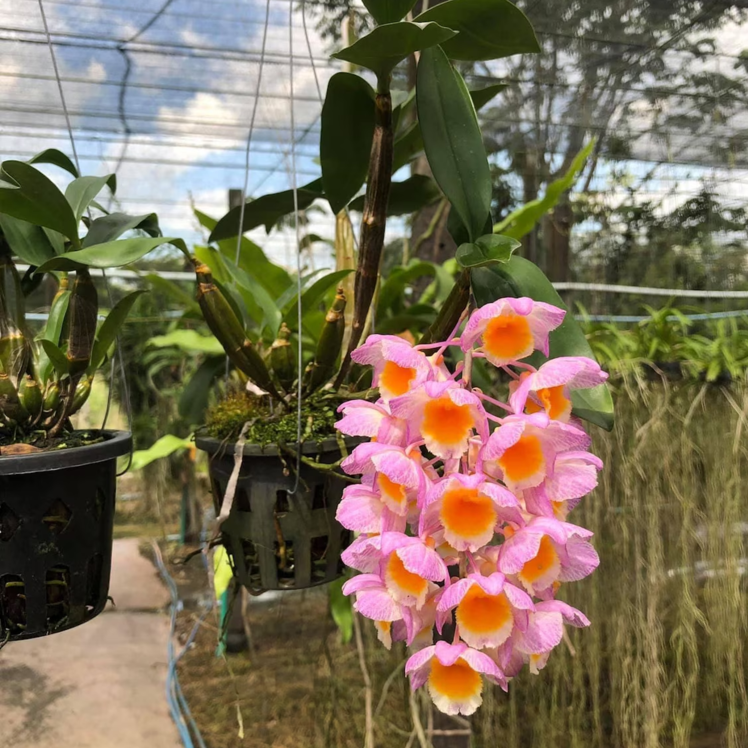 Hybrid Pink Dendrobium Orchid (Anosmum) Hybrid, Limited Collector’s Pick