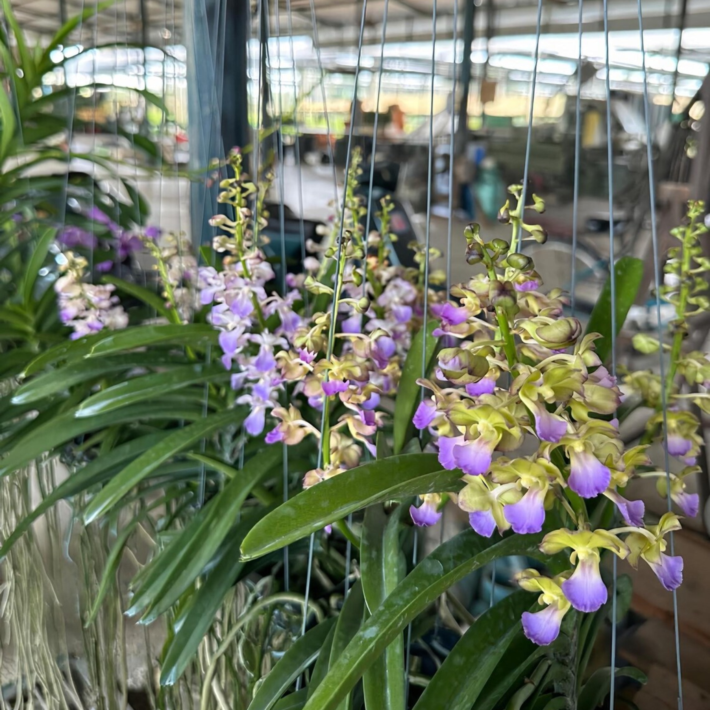 Lavender Green Orchid Hybrid, Unique Color Blend, Fragrant Tropical Plant