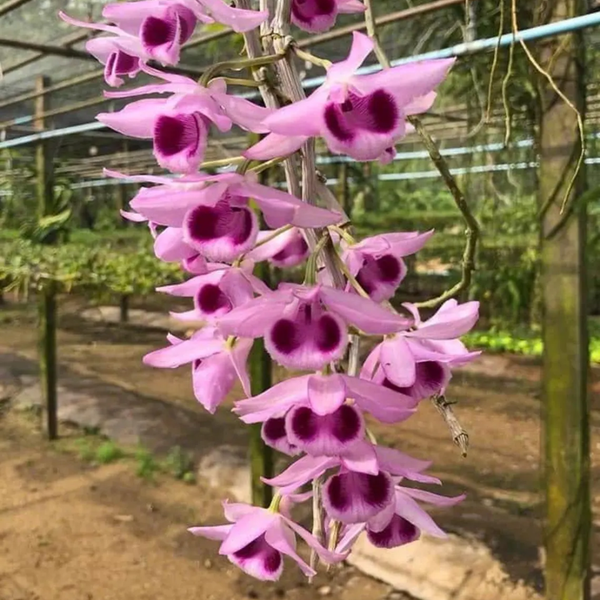 Dendrobium Nestor Orchid, Limited Stocks