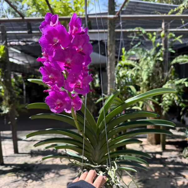 Bright Pink Vanda Orchid – Rare Hybrid (Pine River × Ratchaburi Blue)