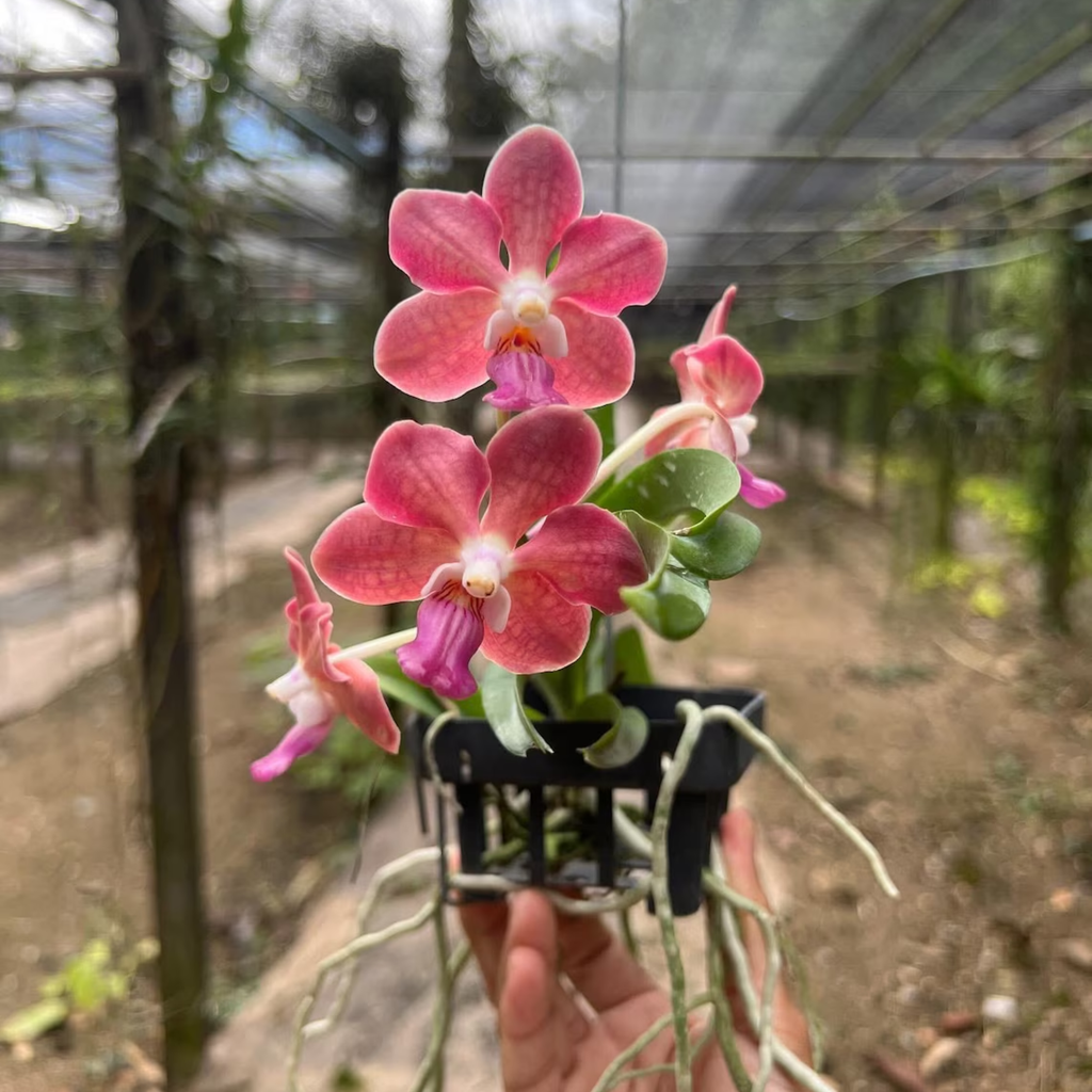 Fragrant Floral Accent “Paksorn Fragrance × (Violeta × Denisoniana)