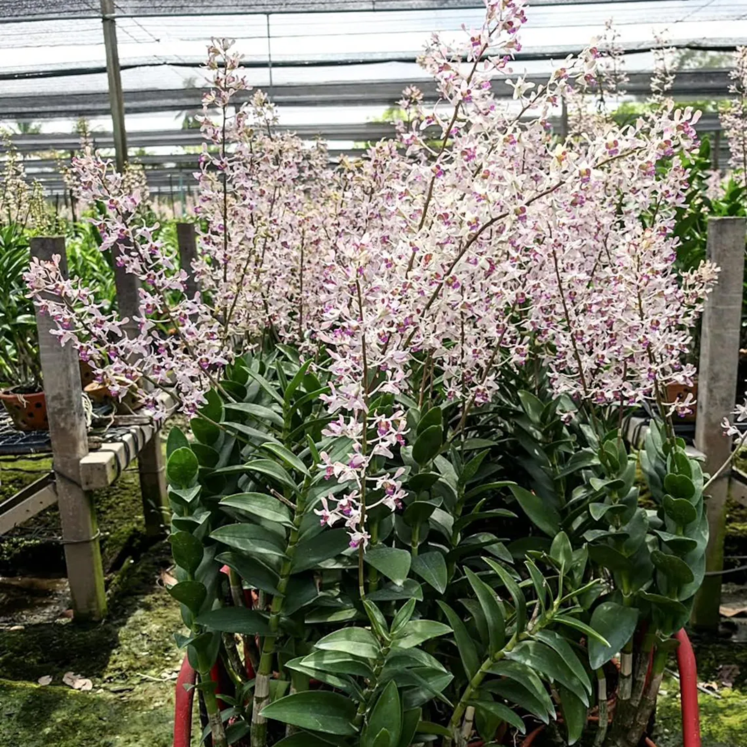 endrobium SaitharaOrchid Hybrid, Limited Collector’s Pick