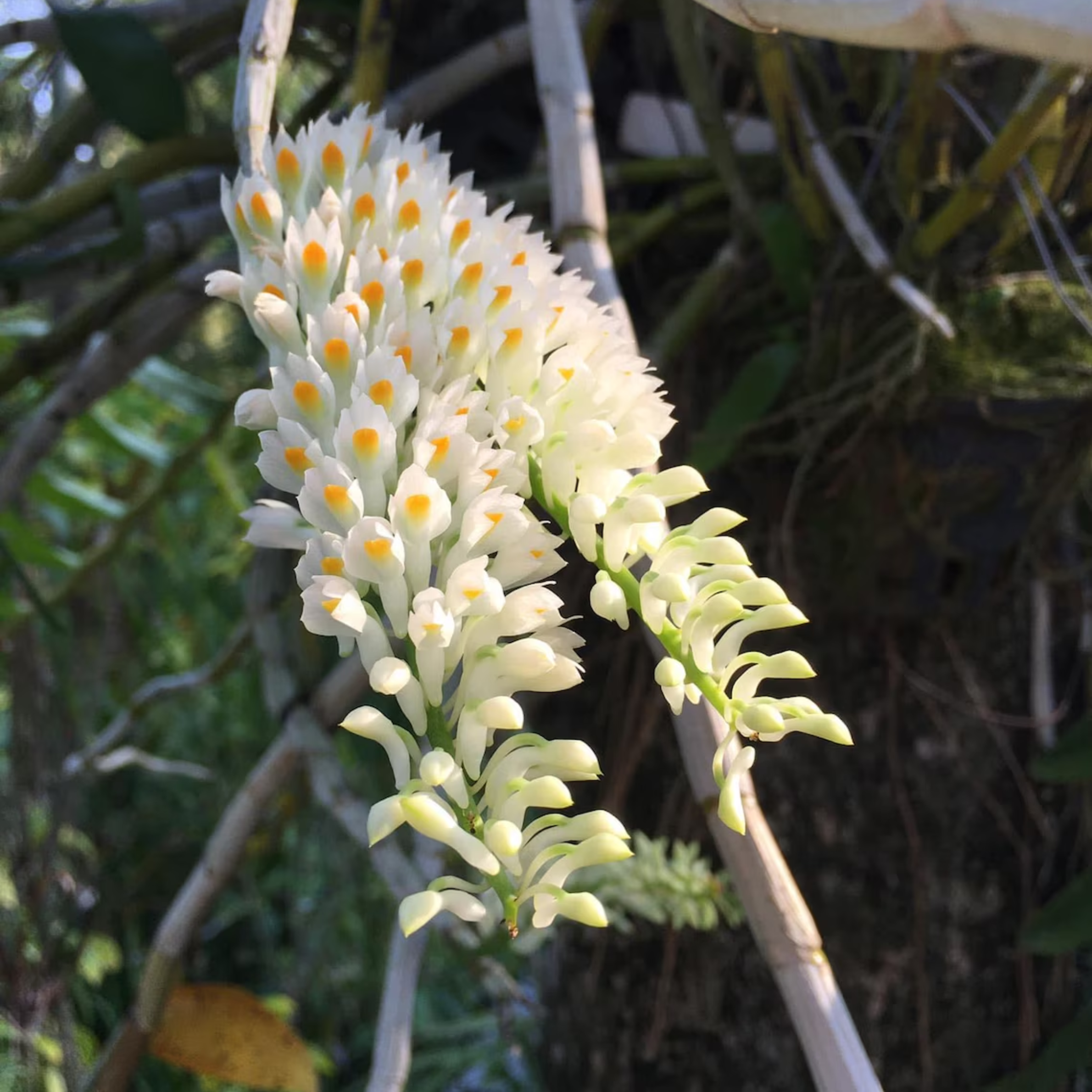 Dendrobium secundum var. album Seedling – White Toothbrush Orchid