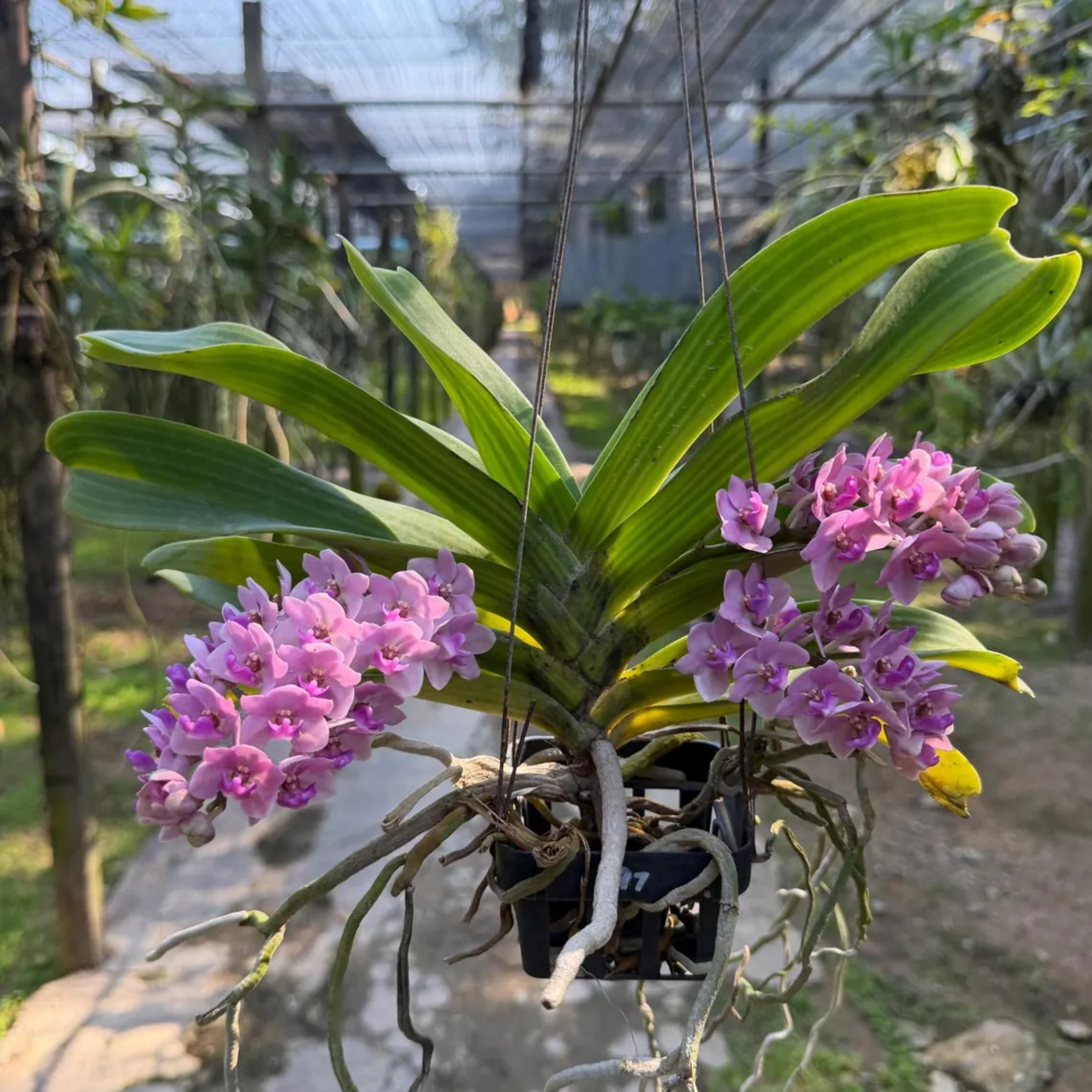 Sweet Pink Rhynchostylis Orchid – Fragrant Exotic Botanical Beauty