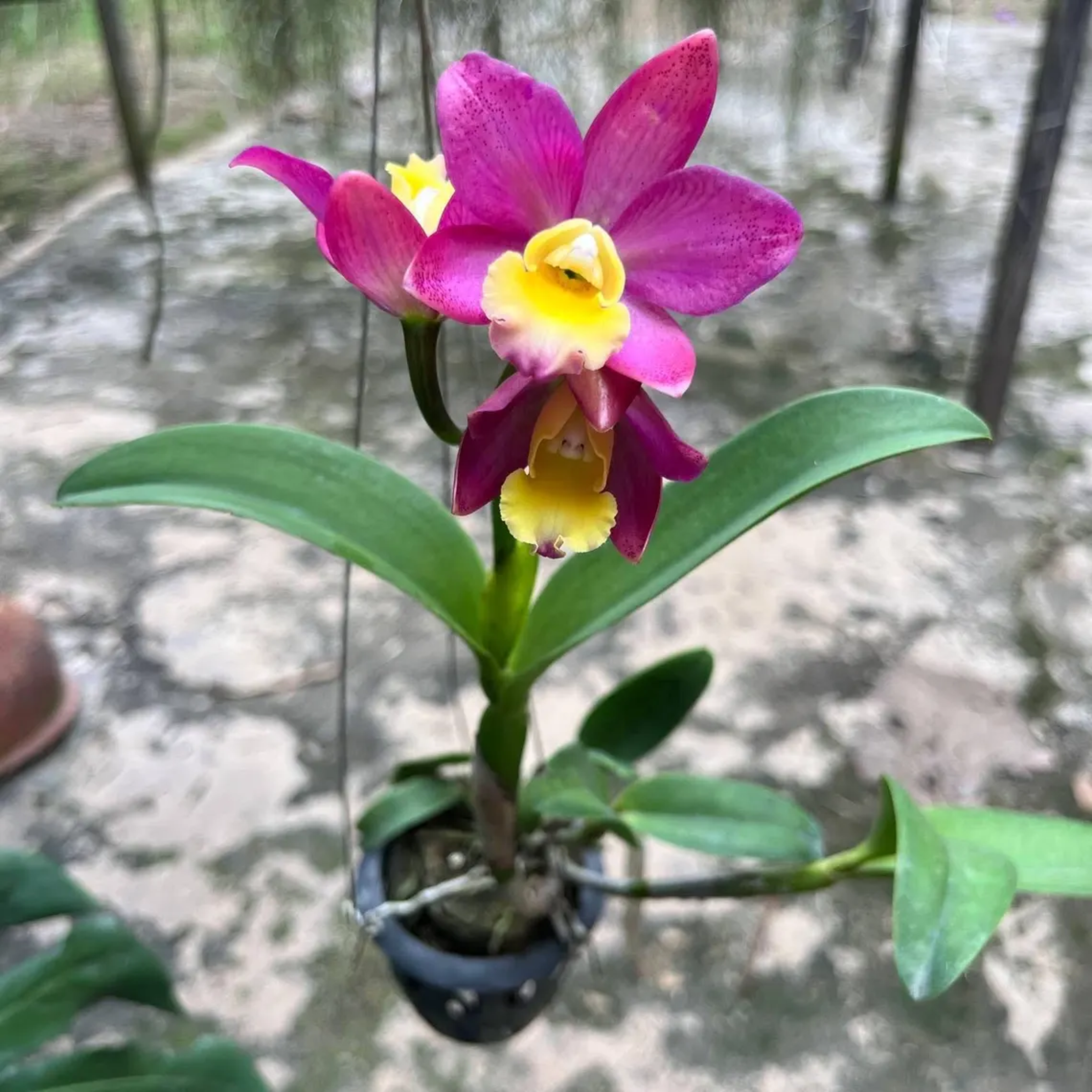 Cattleya Orchid – Multi-Color Collection, Limited Stocks