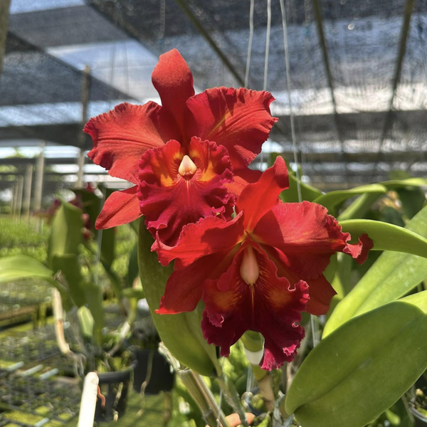 Mini Cattleya Seedlings