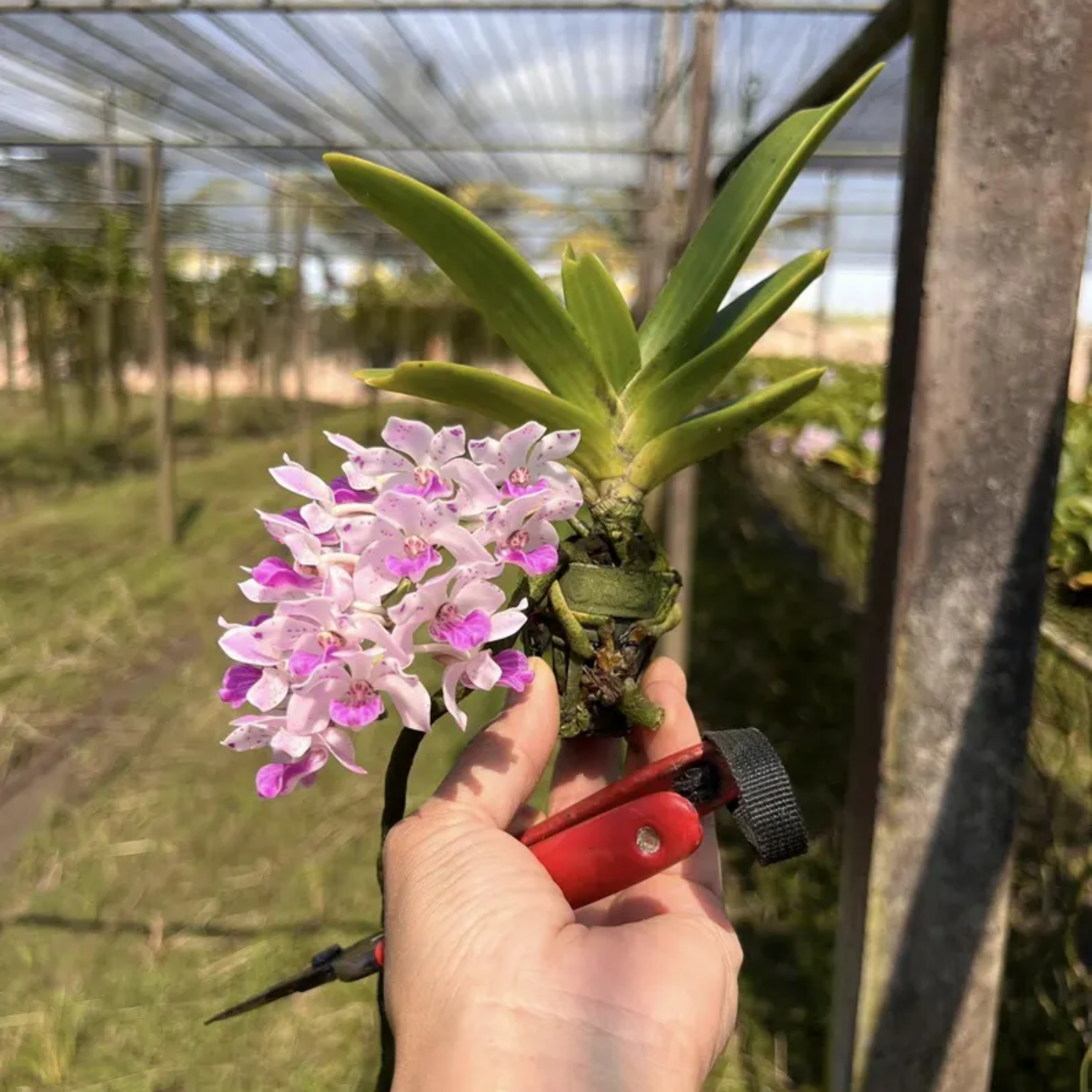 Foxtail Orchid Hybrid (Chang Khom Lamphun × TT2904)