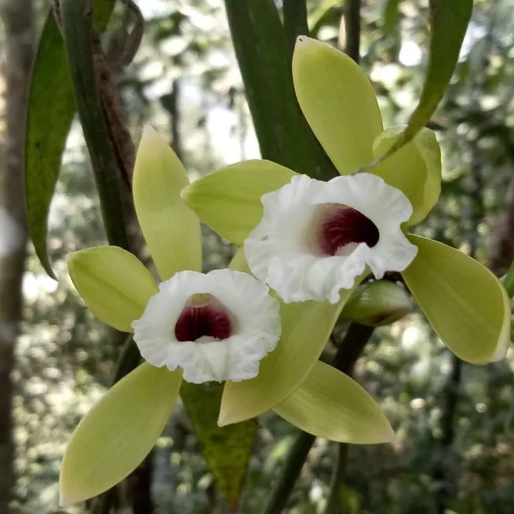 Rare Orchid Vanilla Albida (Krabi)