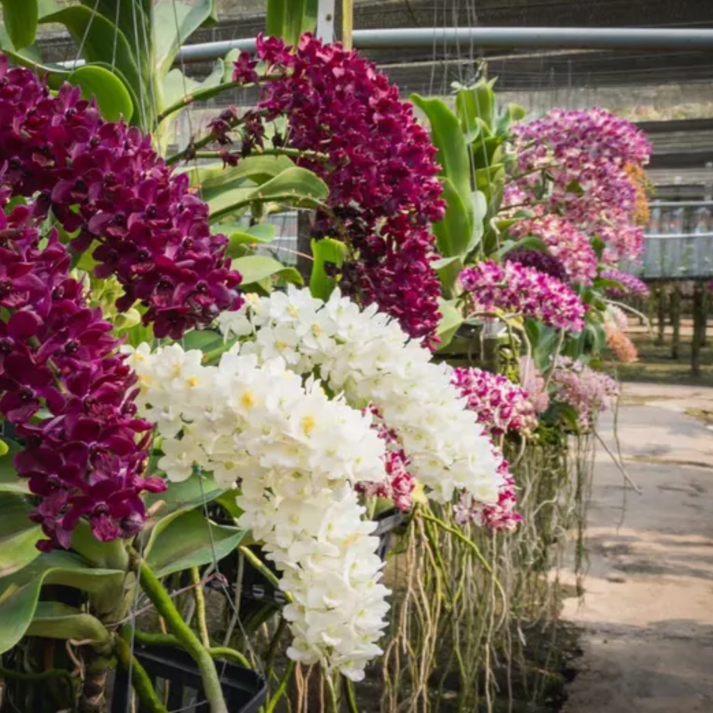 Rhynchostylis Gigantea (Multiple Colors), Surprise