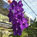 Vanda Orchid Deep Purple Blooms