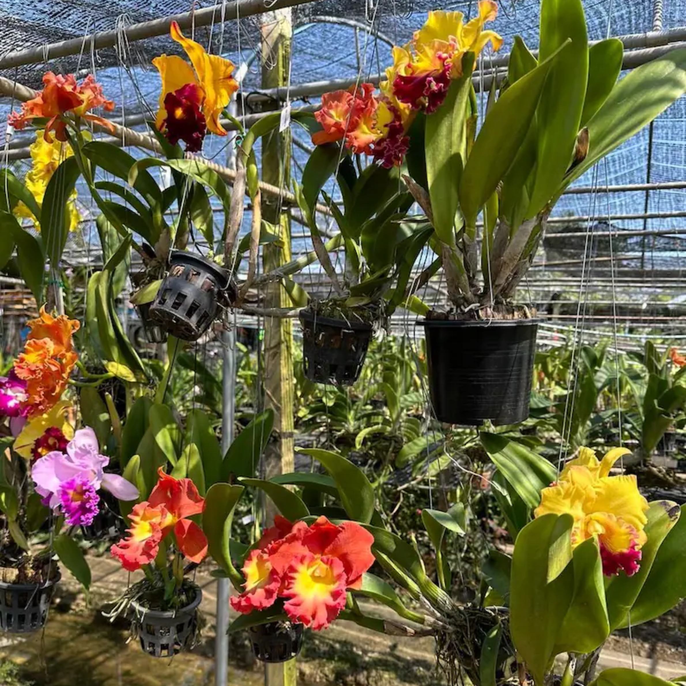 Hybrid Cattleya Orchid – Multi-colored, In Bloom