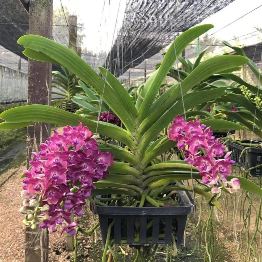 Set of 3 Rhynchostylis Gigantea Orchid Seedlings