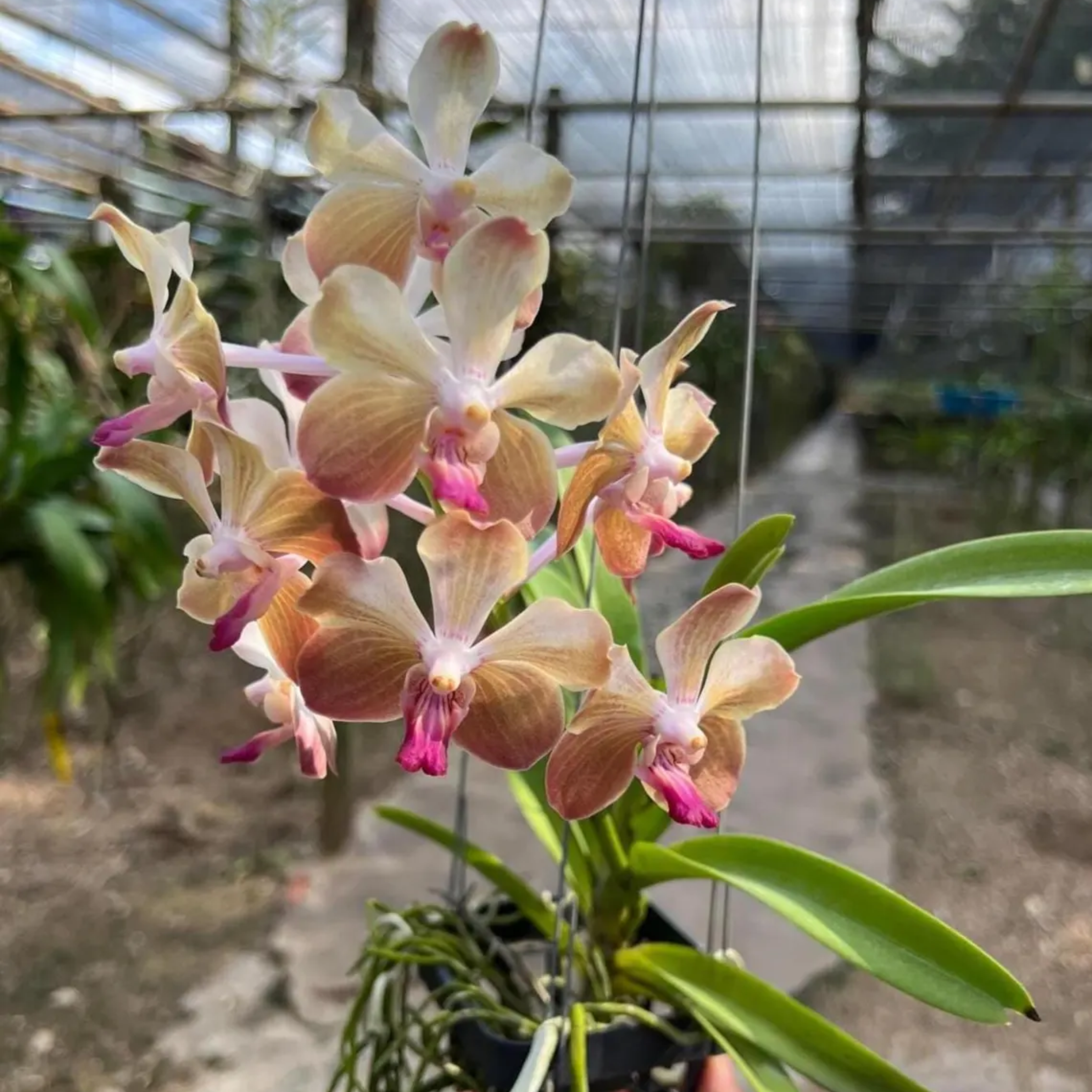 Fragrant Pastel Vanda "Lamellata" Orchid